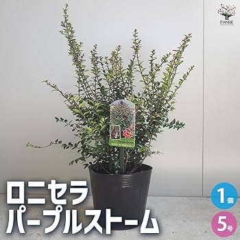 【サイズ:クリア系_色:クリアアトミックパープルローズレッド】eXtremeRa WILD CHASE 2.5号 #41 ムーンパープル (クリアパープル